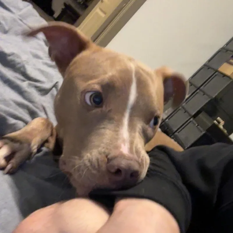 Scooby thumbnail 3
