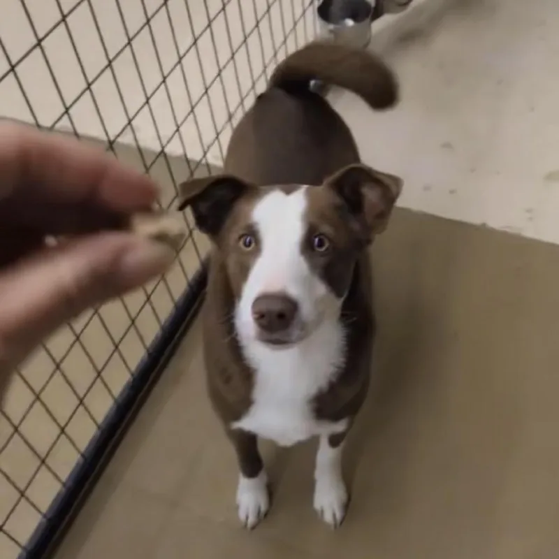 Chestnut thumbnail 3