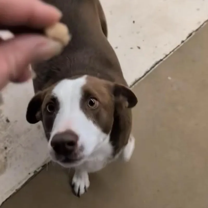 Chestnut thumbnail 4