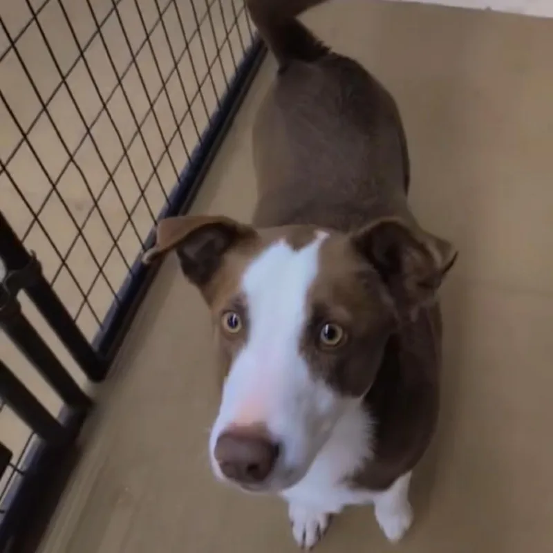 Chestnut thumbnail 5