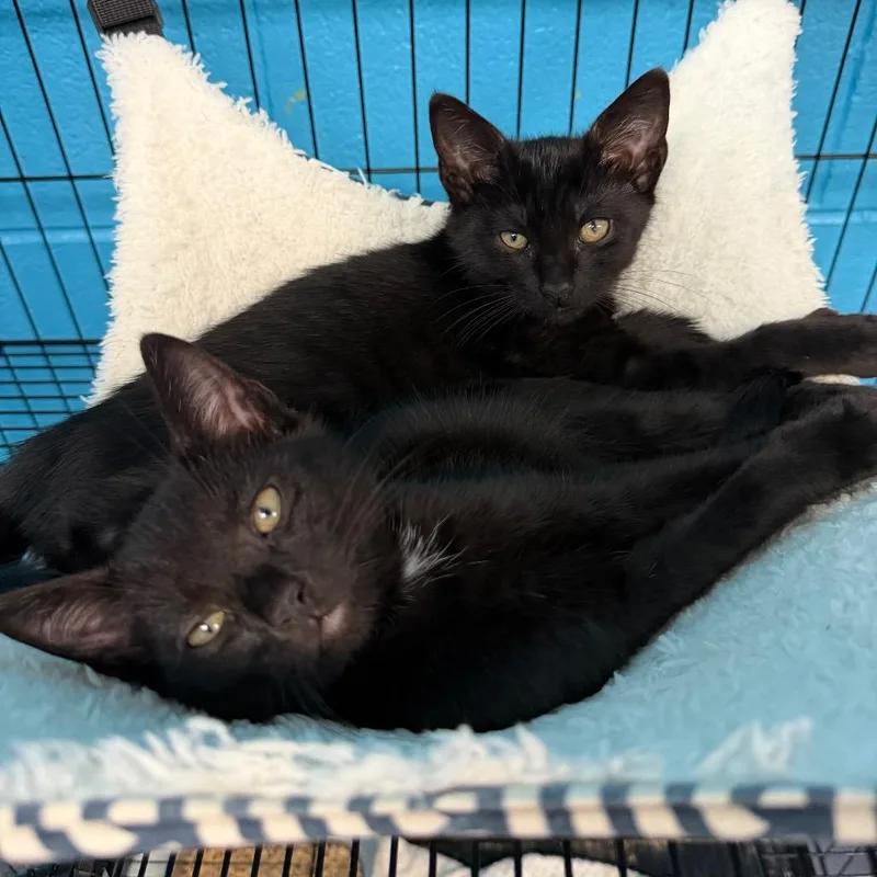 A baby small-sized male Black Domestic Short Hair cat named Yankees for adoption in Troy, VA