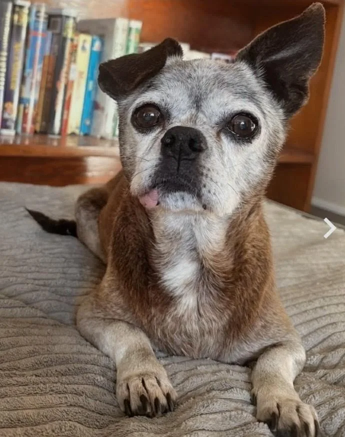 A senior small-sized male Brown / Chocolate Pug dog named Gerald for adoption in Columbia, MO