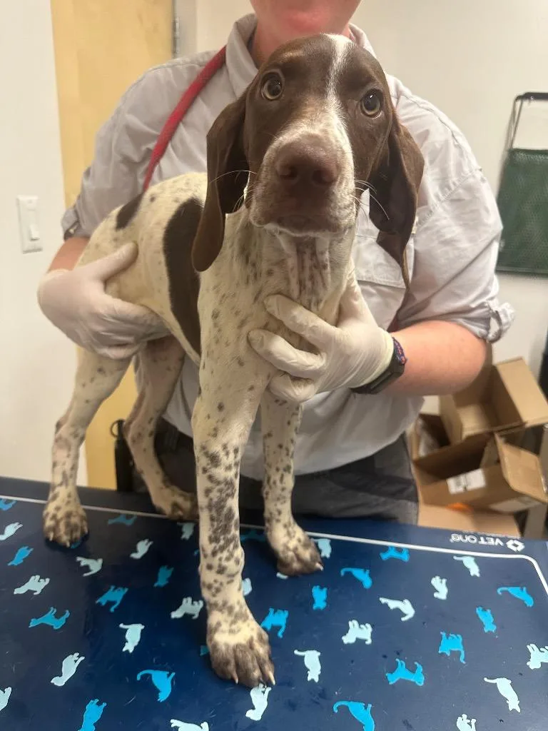 A baby medium-sized female German Shorthaired Pointer dog named Dixie for adoption in Hyde Park, NY