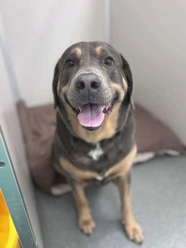 An adult large-sized female Labrador Retriever dog named Taz for adoption in Sheboygan, WI