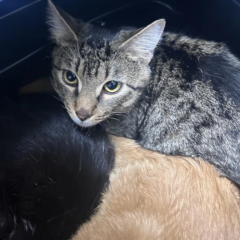 A young medium-sized male Brown / Chocolate Domestic Short Hair cat named Billy for adoption in Philadelphia, PA