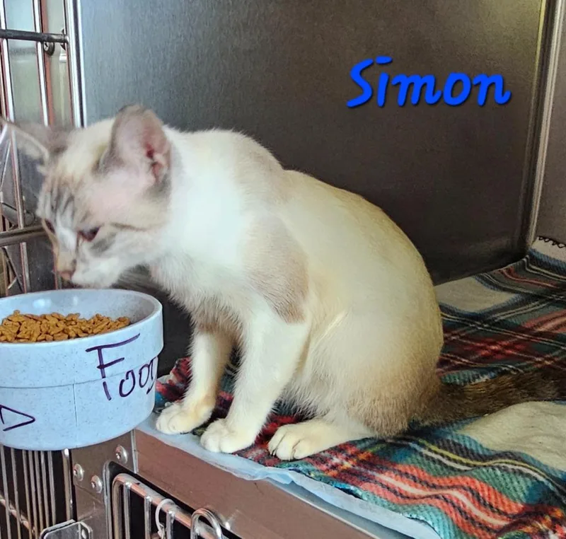 A baby medium-sized male Siamese cat named Simon for adoption in Marianna, FL