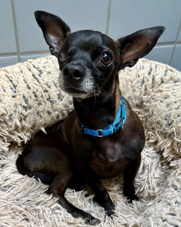 An adult small-sized male Chihuahua dog named Fetty for adoption in Novato, CA