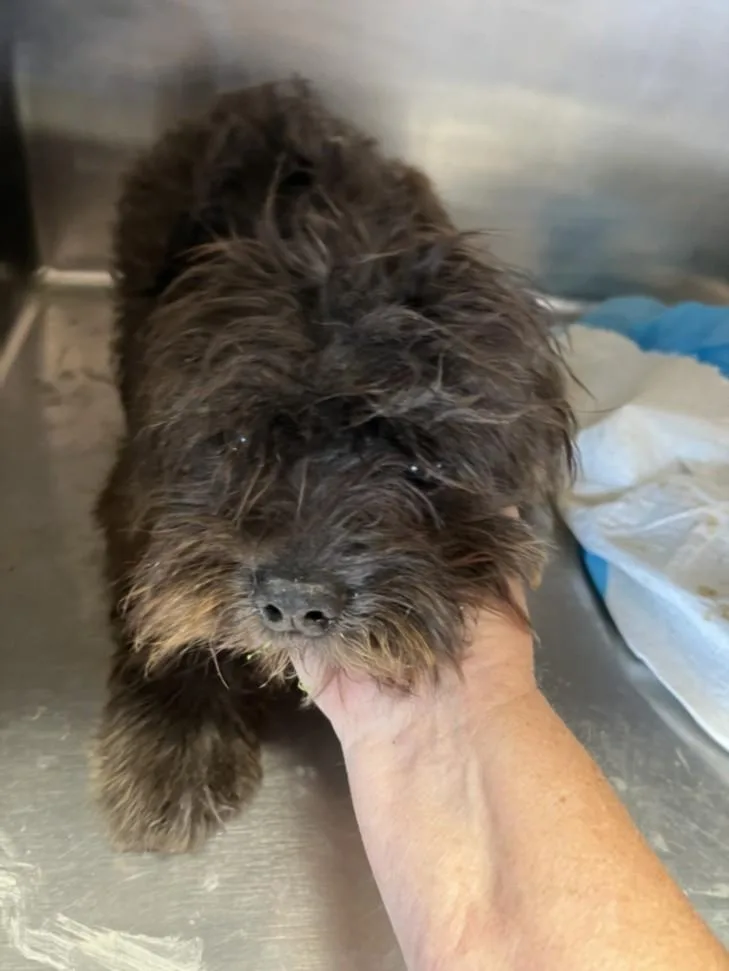 An adult small-sized male Lhasa Apso dog named Jam for adoption in Olivehurst, CA