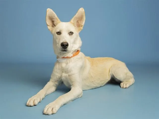 A young medium-sized male Siberian Husky dog named Alpaca for adoption in Phoenix, AZ
