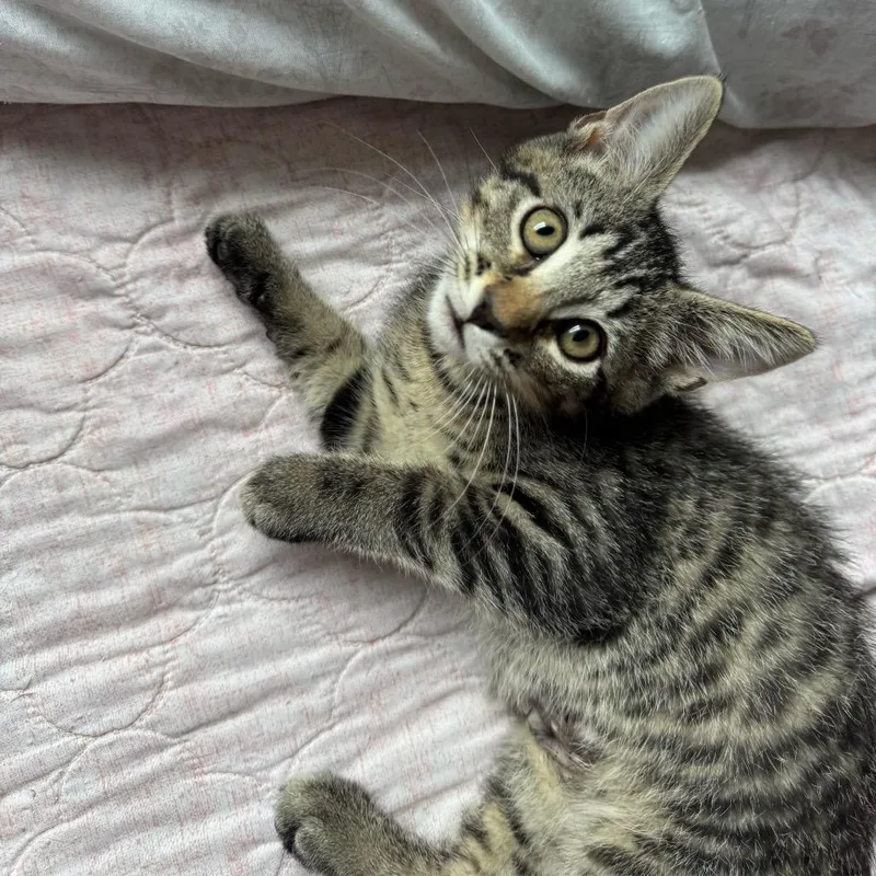 A baby small-sized male Brown / Chocolate Domestic Short Hair cat named Dani for adoption in Hamburg, NY