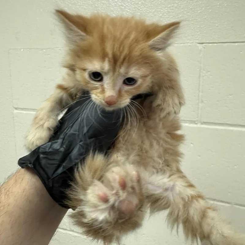 A baby small-sized female Orange / Red Domestic Short Hair cat named Rivendell for adoption in Reno, NV