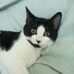 A baby small-sized female Black Domestic Short Hair cat named Hug Bug for adoption in Lakeland, FL