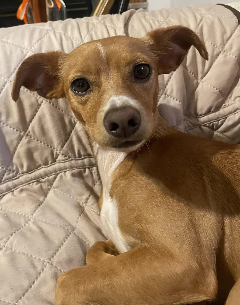 A young small-sized female Chihuahua dog named Roux for adoption in Alexandria, LA