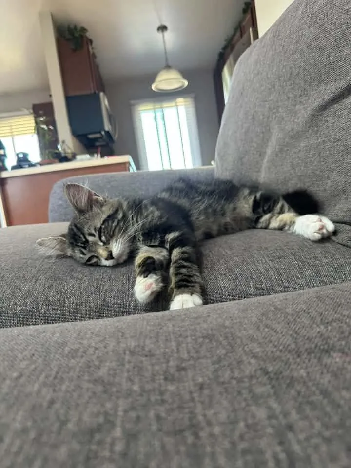 A baby medium-sized male Tabby (Buff / Tan / Fawn) Domestic Medium Hair cat named Marshall for adoption in Kentwood, MI