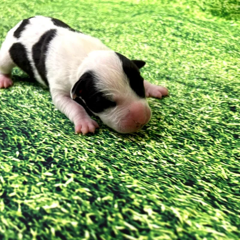 A baby medium-sized female Harlequin Pit Bull Terrier dog named Reba for adoption in North Bend, OR