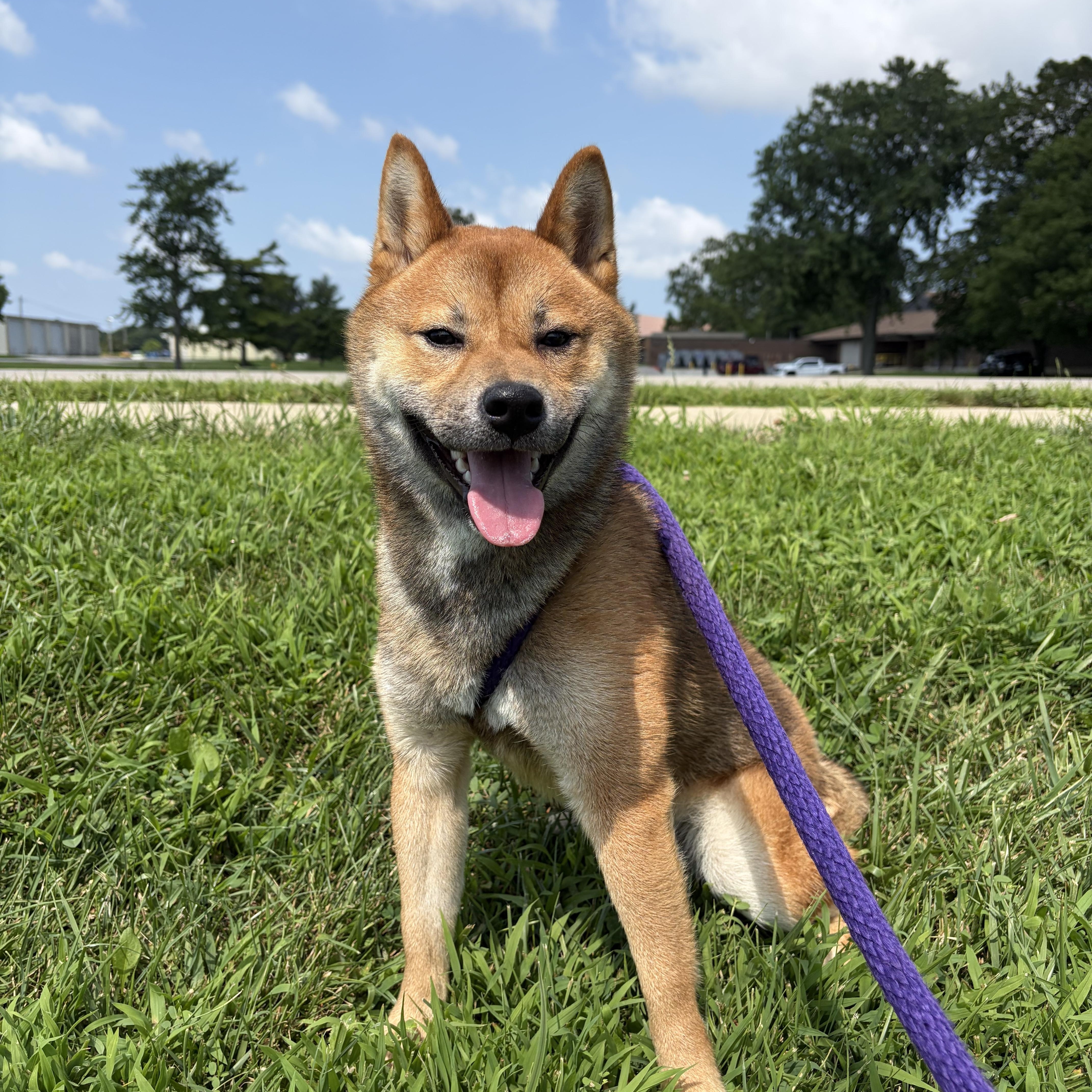An adult medium-sized male Shiba Inu dog named Wolfe for adoption in Urbana, IL