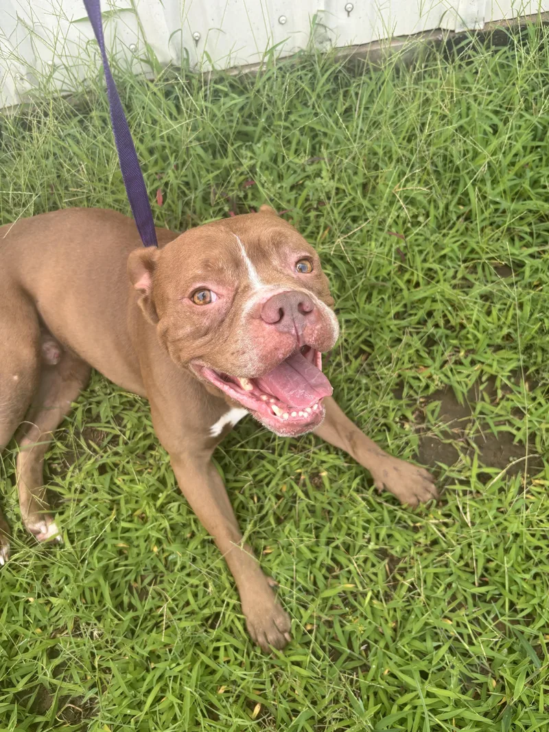 An adult medium-sized male American Bully dog named Opie for adoption in Jenks, OK