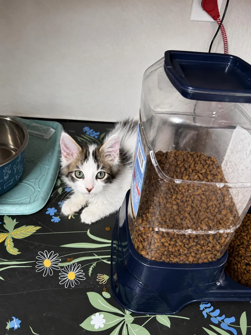 A baby small-sized male Domestic Long Hair cat named Gavriel for adoption in Rio Linda, CA