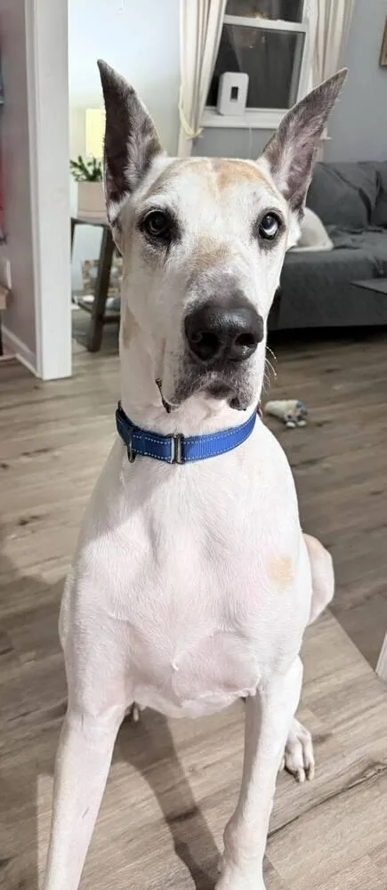 Moose Tracks thumbnail 2