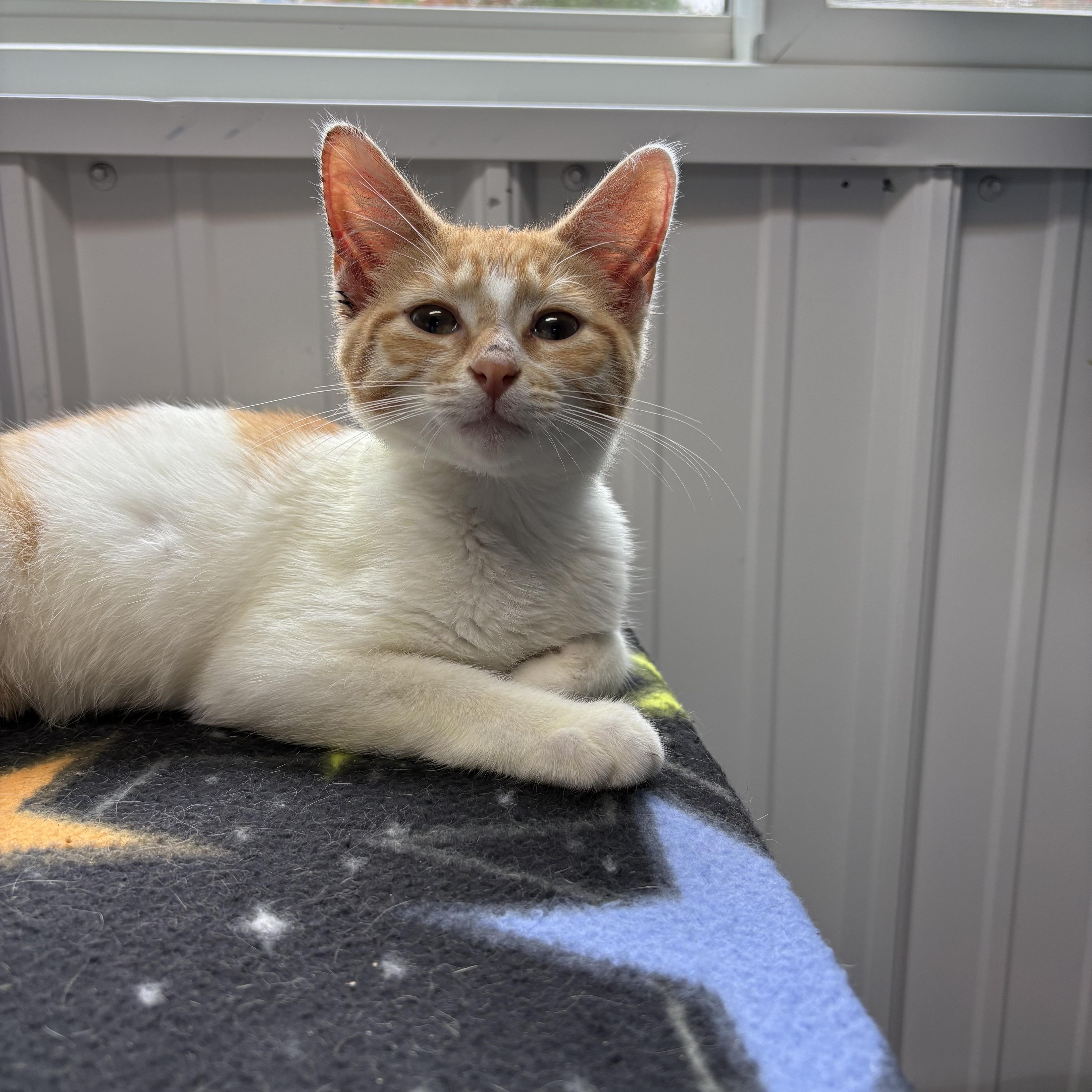 A young medium-sized male American Shorthair cat named Jesse for adoption in Big Rapids, MI