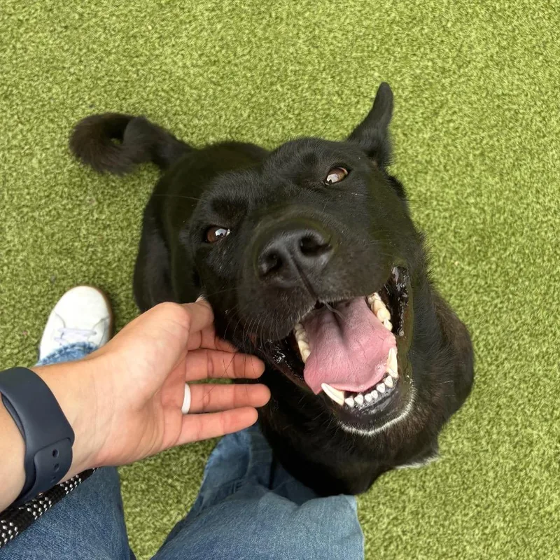 An adult medium-sized female Black German Shepherd Dog dog named Haven for adoption in Greensboro, NC