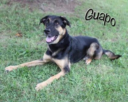 An adult medium-sized male German Shepherd Dog dog named Guapo for adoption in Parma, OH