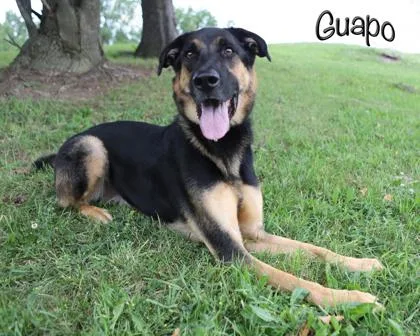 Guapo thumbnail 2