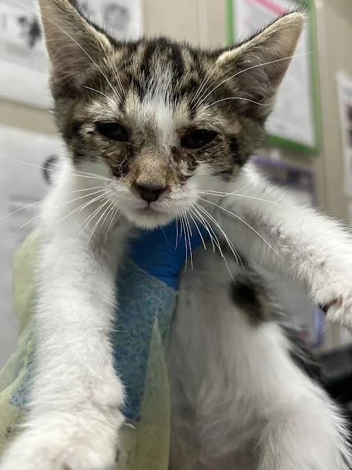 A baby small-sized male Domestic Short Hair cat named Jerry for adoption in Las Vegas, NV