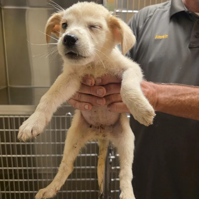 A baby medium-sized female White / Cream Cattle Dog dog named Liberty for adoption in Norman, OK