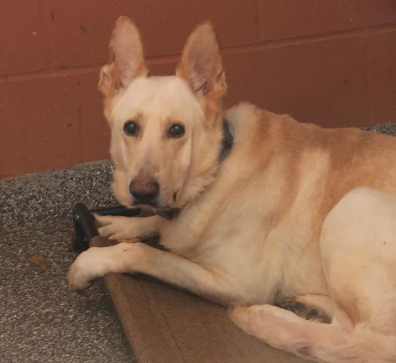 Moose & Hazard thumbnail 2