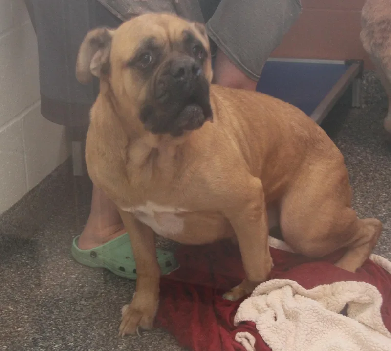 Moose & Hazard thumbnail 3