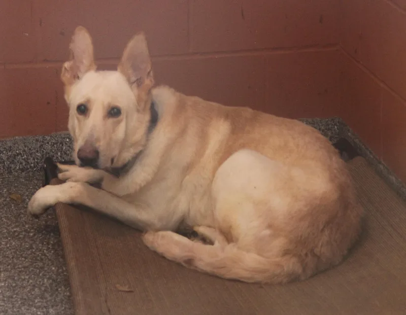 Moose & Hazard thumbnail 4