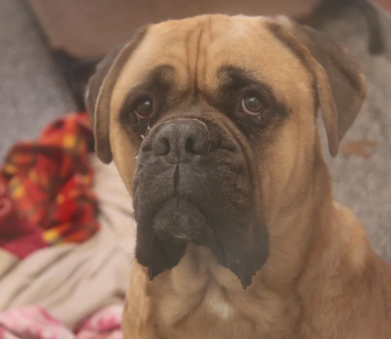 Moose & Hazard thumbnail 5