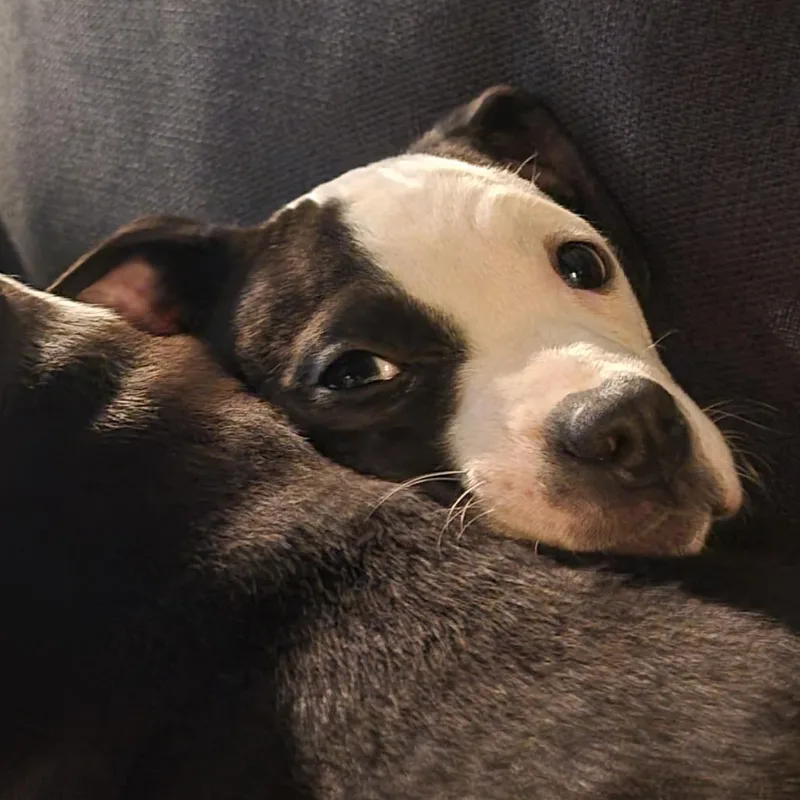 A baby medium-sized male Black Mixed Breed dog named Ollie for adoption in Cincinnati, OH
