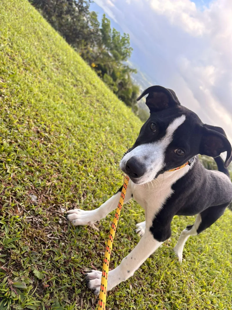 A baby medium-sized male Black Mixed Breed dog named Rudolph for adoption in Brooklyn, NY