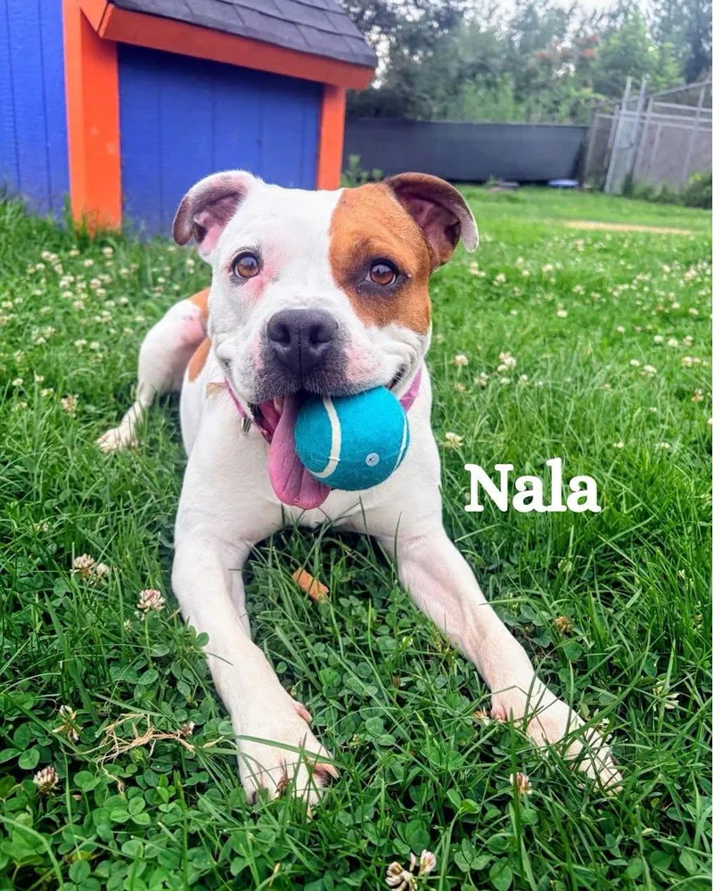 A young medium-sized female Yellow / Tan / Blond / Fawn American Bulldog dog named Nala for adoption in Cranston, RI