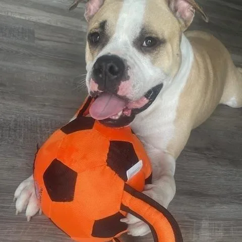 An adult medium-sized male American Bulldog dog named Wiggles for adoption in Maitland, FL