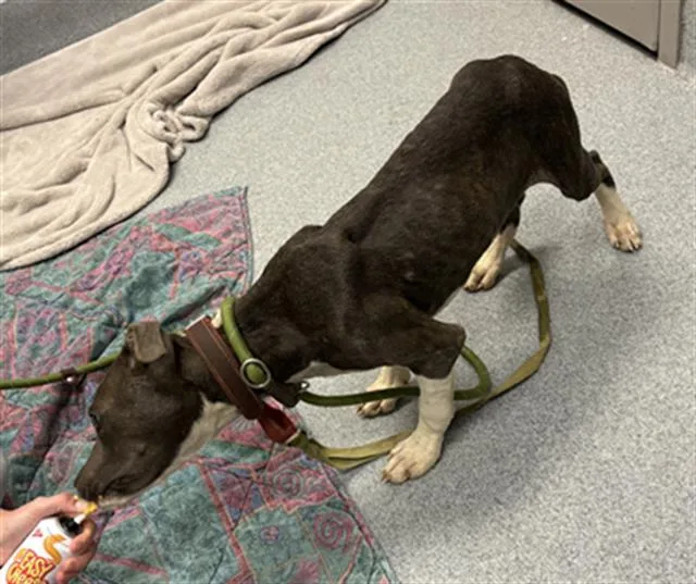 A baby small-sized male Pit Bull Terrier dog named Patrick for adoption in Indianapolis, IN