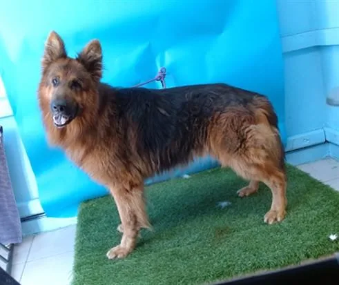 An adult large-sized male German Shepherd Dog dog named Nimo for adoption in Gardena, CA