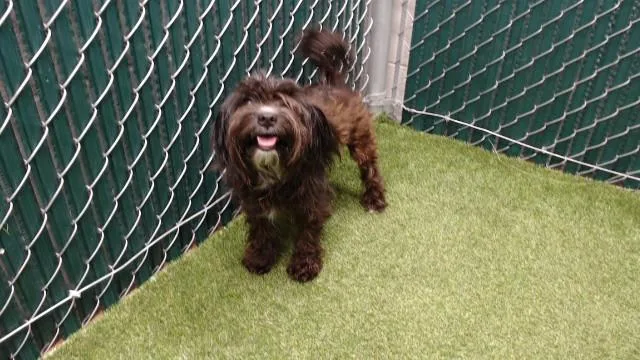 An adult medium-sized female Maltese dog named Minnie for adoption in Downey, CA