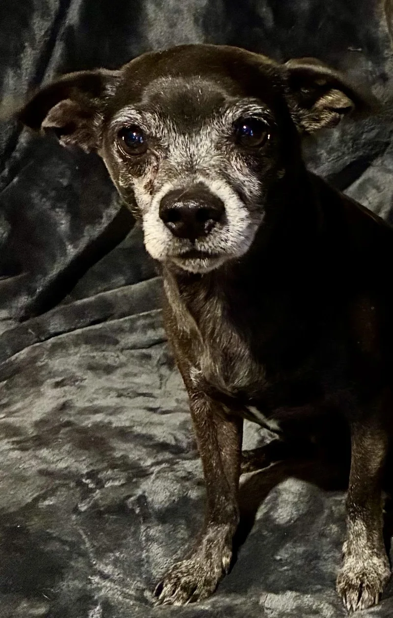 Cane