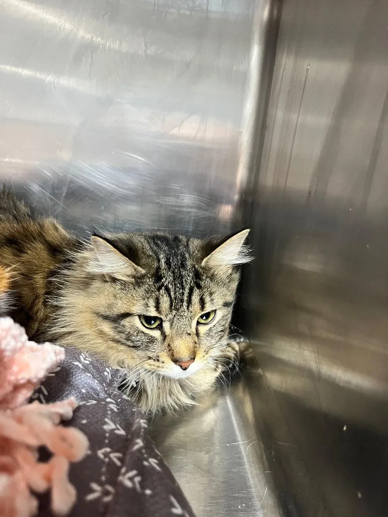 A young large-sized female Domestic Short Hair cat named Scarlet for adoption in Hopkinsville, KY