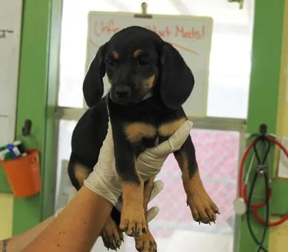 A baby medium-sized female Labrador Retriever dog named Columbia for adoption in Picayune, MS