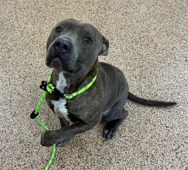 An adult large-sized male Pit Bull Terrier dog named Jerry for adoption in Springfield, MA