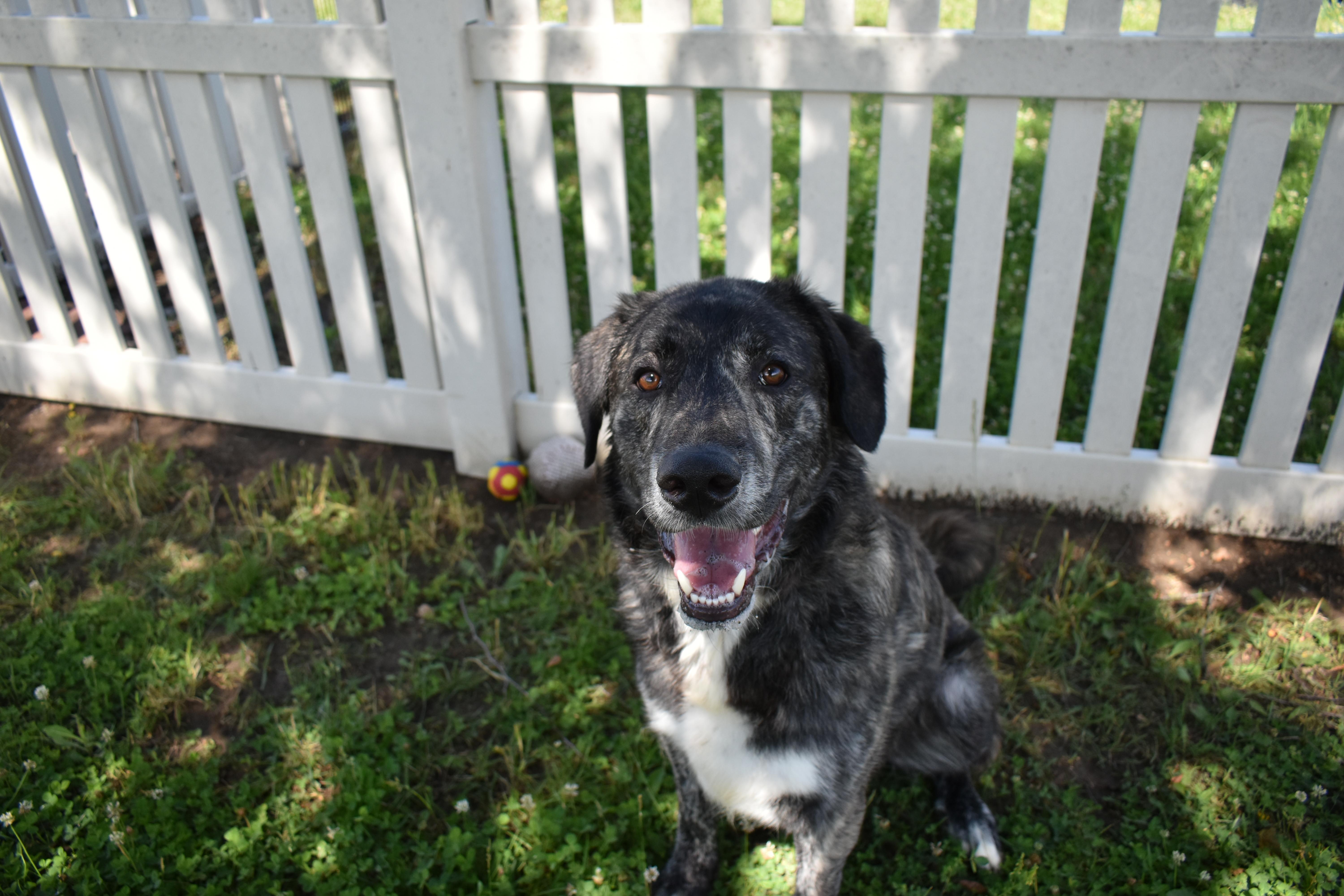 A young large-sized male Great Pyrenees dog named Jiggs for adoption in Auburn, NE