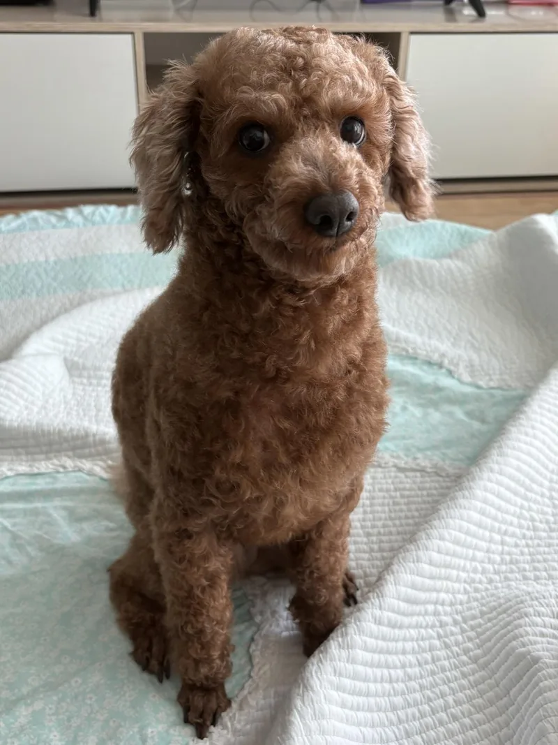 Coco thumbnail 2
