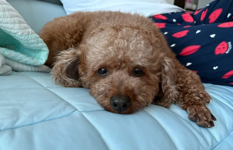 Coco thumbnail 5