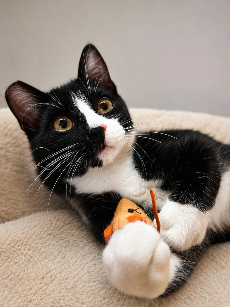 A baby medium-sized male Black & White / Tuxedo Domestic Short Hair cat named Jacob for adoption in Santa Cruz, CA