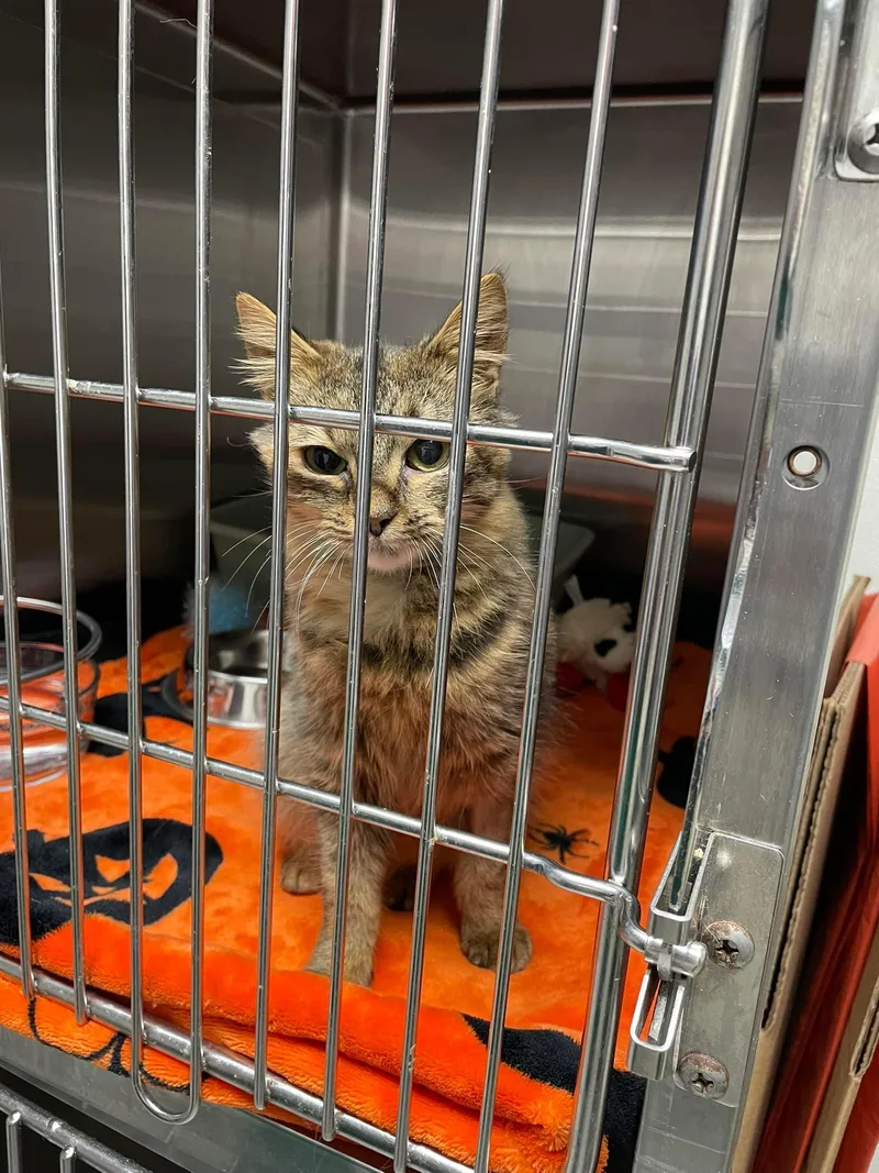 Lady Bernard thumbnail 3