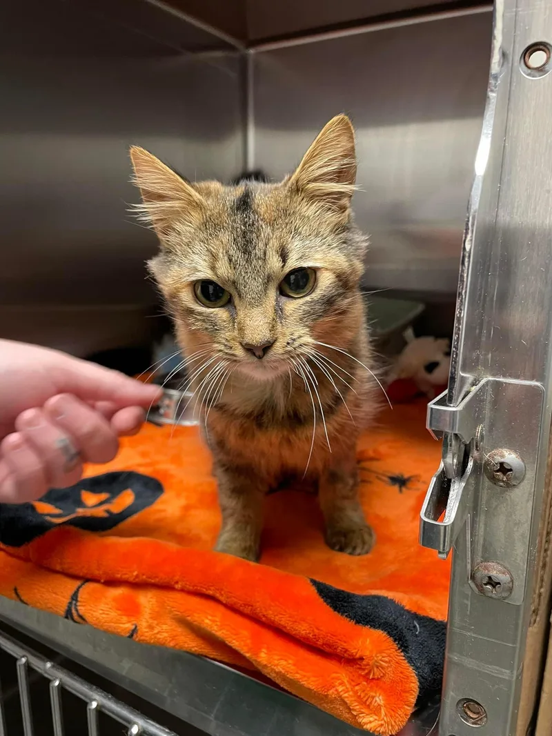 Lady Bernard thumbnail 6